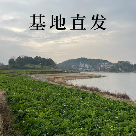 【老坛酸菜苔】当地当季新鲜油菜苔制作，0盐配方，空口吃微酸、爽脆 ! 配粥下饭炒菜都OK 商品图2