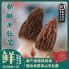 当季|云南丽江高原海拔仿野生新鲜羊肚菌  特级精品 现摘现发 商品缩略图0