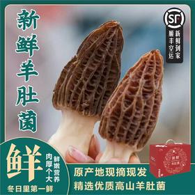 当季|云南丽江高原海拔仿野生新鲜羊肚菌  特级精品 现摘现发