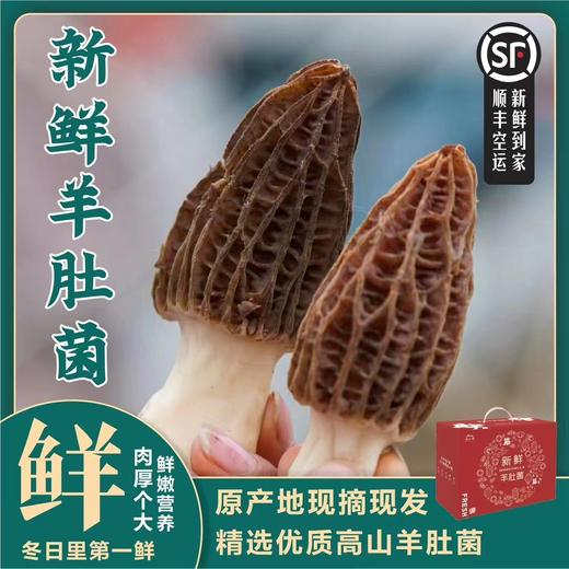 当季|云南丽江高原海拔仿野生新鲜羊肚菌  特级精品 现摘现发 商品图0