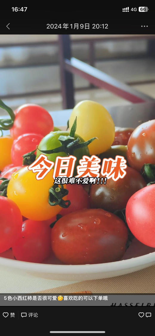 现货绿番茄西红柿小番茄新鲜2斤礼盒 商品图13