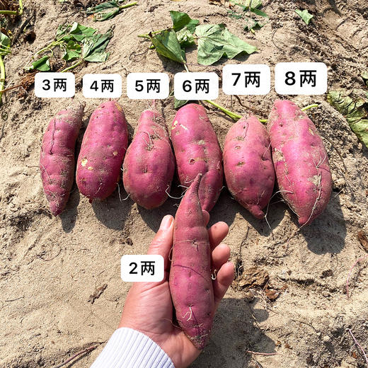 『海南桥头地瓜』新鲜采挖，粉糯细腻，红薯界的爱马仕 商品图4
