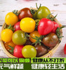 现货绿番茄西红柿小番茄新鲜2斤礼盒 商品缩略图2