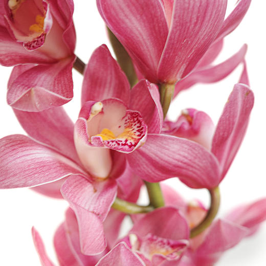 大花惠兰 Cymbidium（全国配送） 商品图1