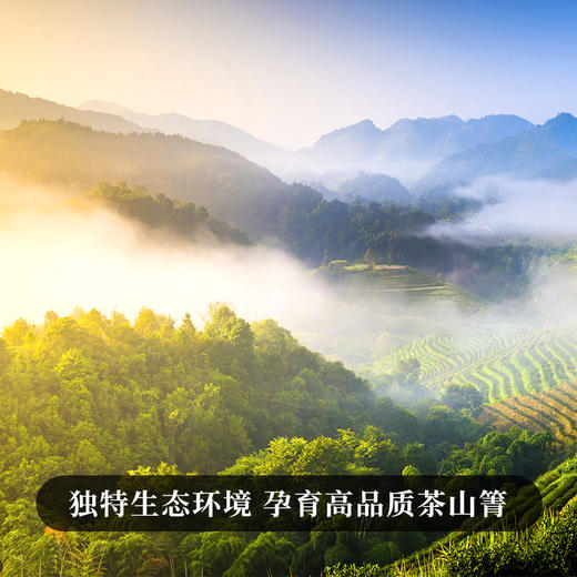 【八爷茶山箐】2023年头春云南普洱茶区普洱茶生茶饼357克/饼 拍5发6  拍20发25 商品图3