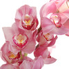 大花惠兰 Cymbidium（全国配送） 商品缩略图6