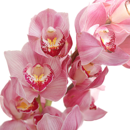 大花惠兰 Cymbidium（全国配送） 商品图6