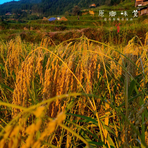 生态粗粮糍粑（基地直发-顺丰包邮）| 2斤装/5斤装，来自贵州黎平，生产者：陈希、杨邦荣【合作生产，公平贸易】 商品图4
