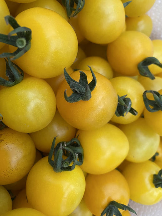 现货绿番茄西红柿小番茄新鲜2斤礼盒 商品图8