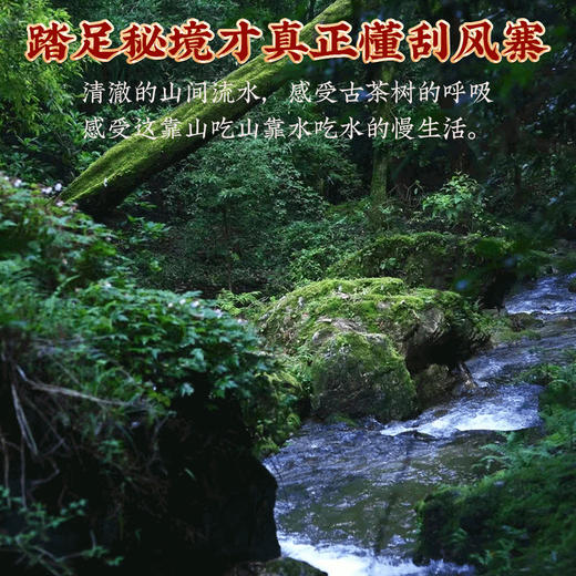 2024春茶-古500系列-易武刮风寨珍藏普洱生茶饼357克/饼（买7送1） 商品图3