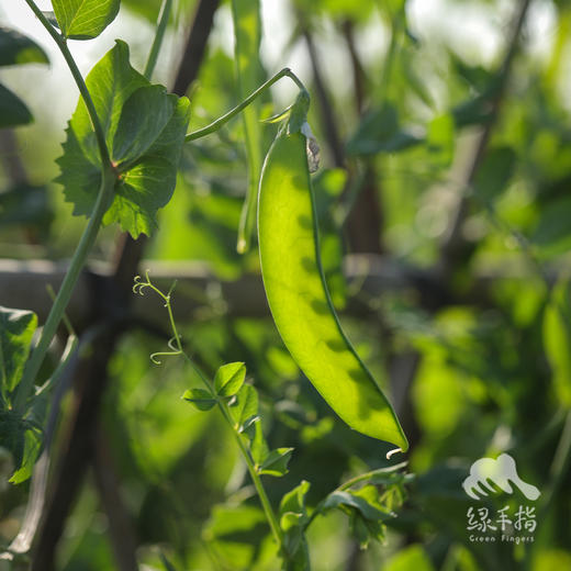 生态荷兰豆 | 绿家自产 * Eco-snow pea | Self-production 商品图3