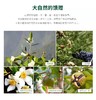 乡村振兴 下姜村 山茶油 500ML*2礼盒 商品缩略图8