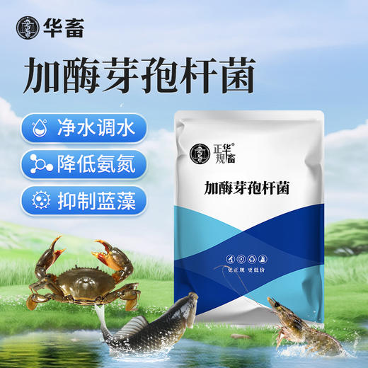华畜加酶芽孢杆菌菌种水产养殖专用原种菌粉虾蟹塘活菌em益生菌 商品图0