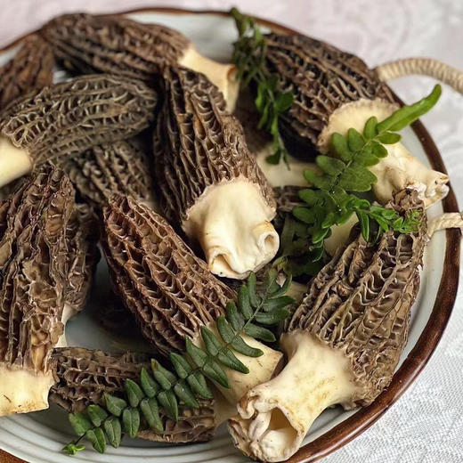 当季|云南丽江高原海拔仿野生新鲜羊肚菌  特级精品 现摘现发 商品图5