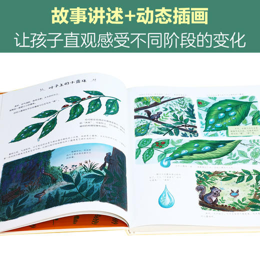 【丹妈】乐乐趣-治愈自然系科普绘本: 当小脚慢下来+如果你走在从林里+从一粒种子开始 商品图4