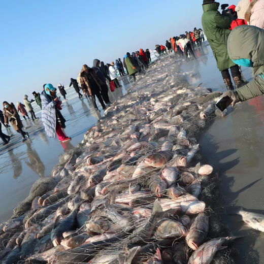 查干湖胖头鱼生活在水体中上层，性情温驯，行动延缓，以浮游动物为主要食物，一般4龄方始成熟。是中国的四大家鱼之一。查干湖胖头鱼体质健壮，无污染，肥满度高；其味道鲜美纯正，肉质细嫩！11.3-12斤/条 商品图2