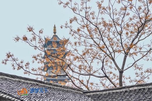 【约惠专线】3.24/3.26确定出发【烟花三月下江南】华东赏樱6天摄影<超特惠团> 商品图7