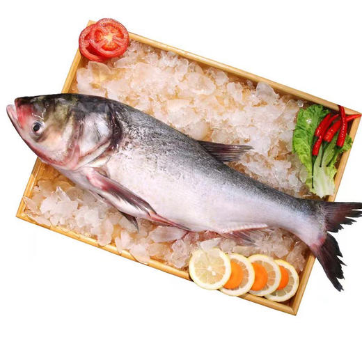 查干湖胖头鱼生活在水体中上层，性情温驯，行动延缓，以浮游动物为主要食物，一般4龄方始成熟。是中国的四大家鱼之一。查干湖胖头鱼体质健壮，无污染，肥满度高；其味道鲜美纯正，肉质细嫩！11.3-12斤/条 商品图3