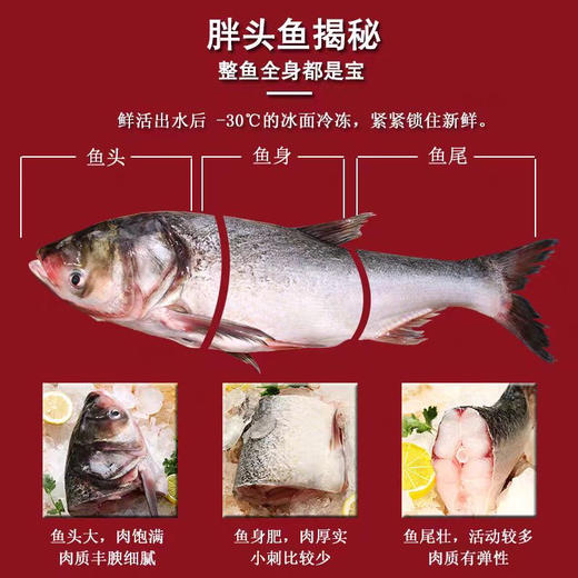 查干湖胖头鱼生活在水体中上层，性情温驯，行动延缓，以浮游动物为主要食物，一般4龄方始成熟。是中国的四大家鱼之一。查干湖胖头鱼体质健壮，无污染，肥满度高；其味道鲜美纯正，肉质细嫩！11.3-12斤/条 商品图4