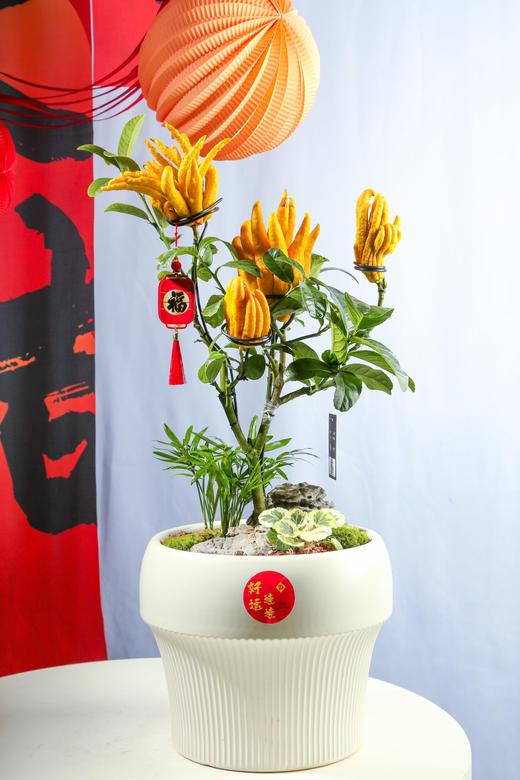 24LZH03005 商品图0