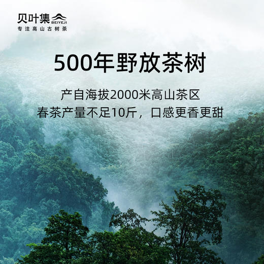 【库存清仓】贝叶集春魁云南凤庆滇红正宗古树红茶浓香型茶叶礼盒装100g 商品图1
