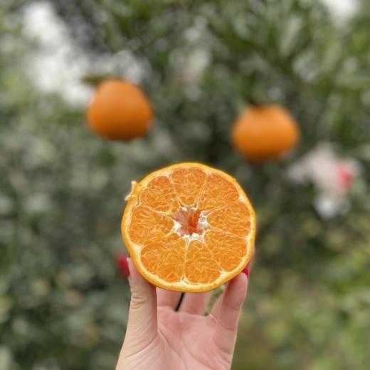 【顺丰快递】春见耙耙柑 爆汁美味 水分足 黄金酸甜比例 3秒轻松剥皮  0°以下地区换泡沫箱发货 ATX 商品图4
