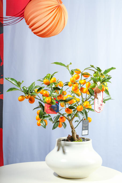 24LZH02012 商品图0