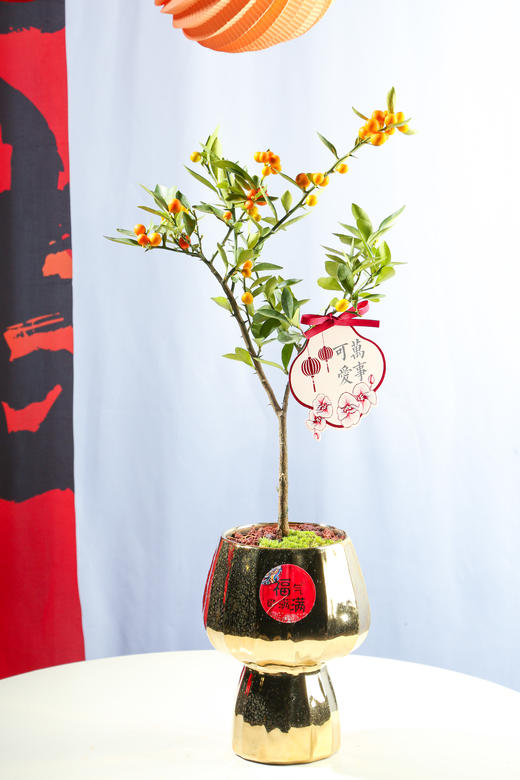 24LZH05002 商品图0