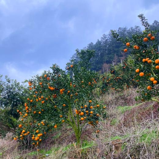高山沃柑水果批发，产地直发1 商品图2