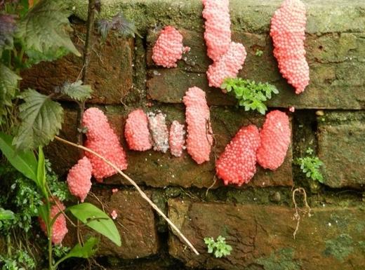 当心水中的“外来客”【中国农业出版社官方正版，可开发票，下单时留开票信息】 商品图1