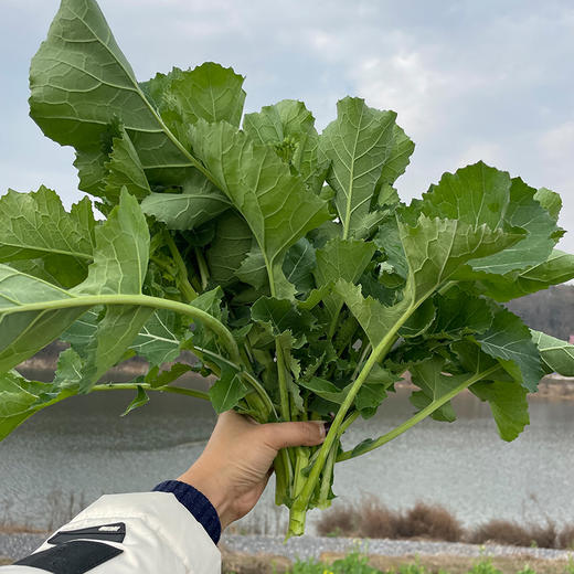 【老坛酸菜苔】当地当季新鲜油菜苔制作，0盐配方，空口吃微酸、爽脆 ! 配粥下饭炒菜都OK 商品图1