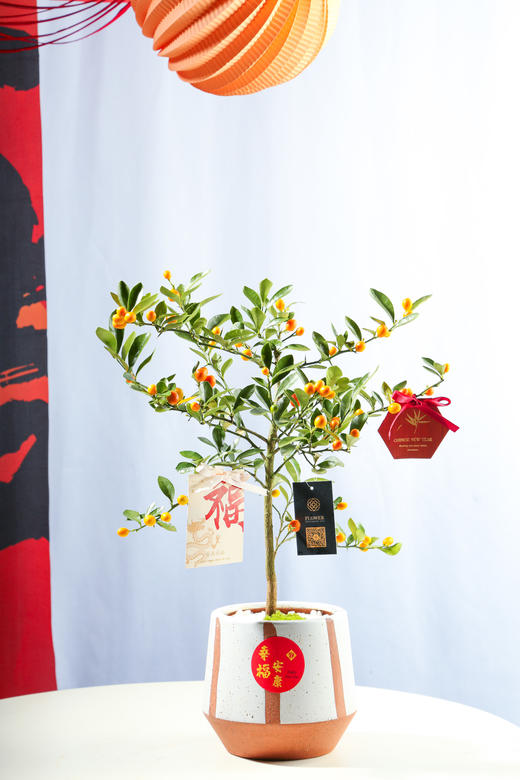 24LZH05003 商品图0