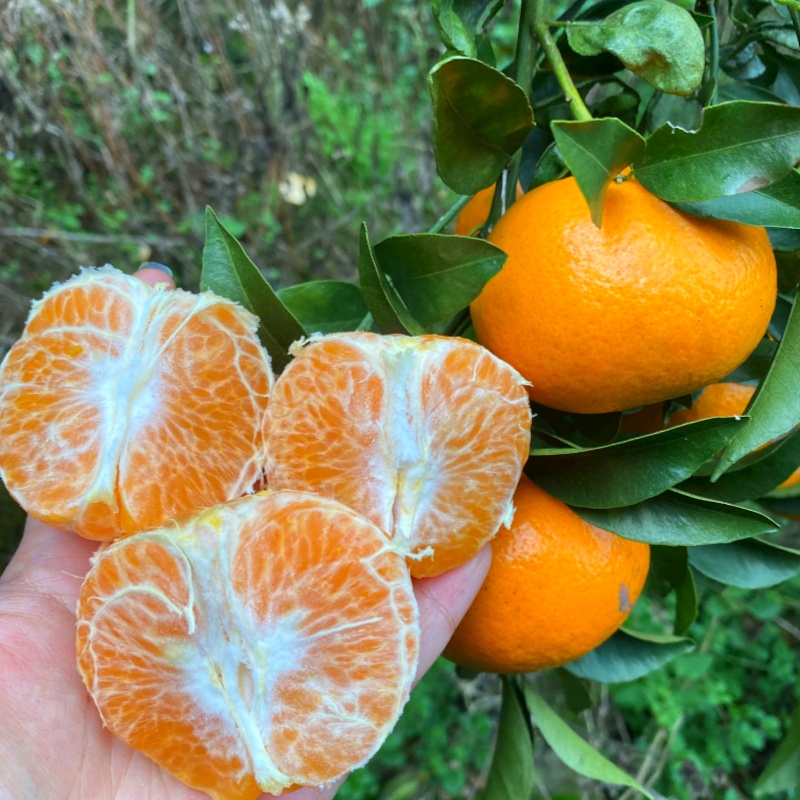 高山沃柑水果批发，产地直发1