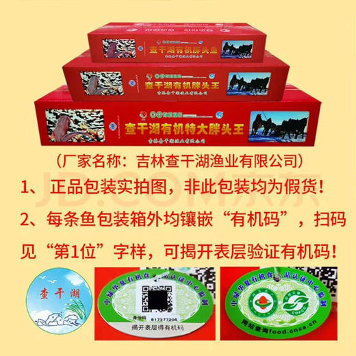 查干湖胖头鱼生活在水体中上层，性情温驯，行动延缓，以浮游动物为主要食物，一般4龄方始成熟。是中国的四大家鱼之一。查干湖胖头鱼体质健壮，无污染，肥满度高；其味道鲜美纯正，肉质细嫩！11.3-12斤/条 商品图5