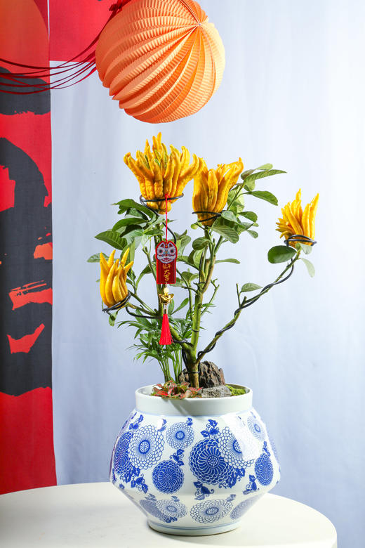 24LZH03004 商品图0