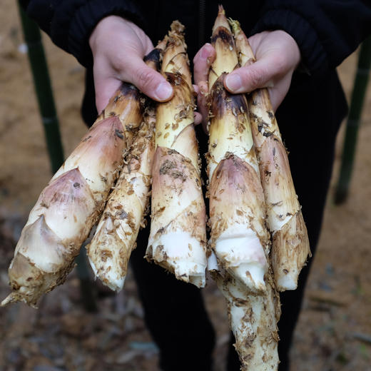 舌尖推荐【 临安天目山春笋】  农家直采，现挖现发 鲜脆爽口 商品图6