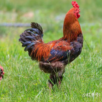 农家散养黑脚黄皮大公鸡，大奔头白鹅！纯散养，礼盒装！贴心的给大家准备了辅料，蘑菇、秘制酱料、鲜人参、粉条！拿回家直接下锅！ 商品图0