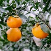 【顺丰快递】春见耙耙柑 爆汁美味 水分足 黄金酸甜比例 3秒轻松剥皮  0°以下地区换泡沫箱发货 ATX 商品缩略图3