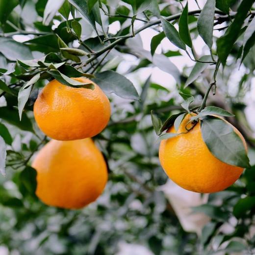 【顺丰快递】春见耙耙柑 爆汁美味 水分足 黄金酸甜比例 3秒轻松剥皮  0°以下地区换泡沫箱发货 ATX 商品图3