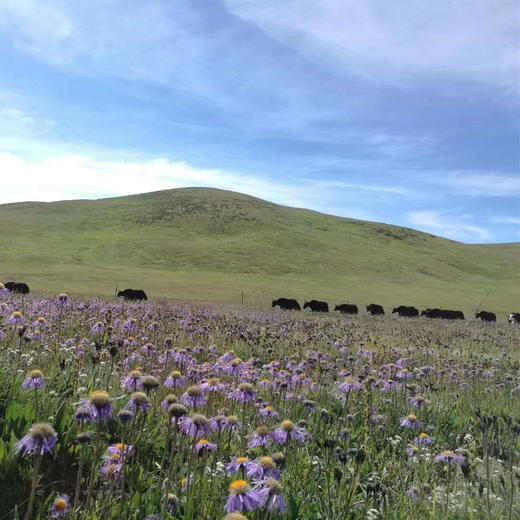 色达牦牛肉干 来自藏区色达海拔4000米的有机牦牛肉制作，高原的纯净味道！ 商品图8