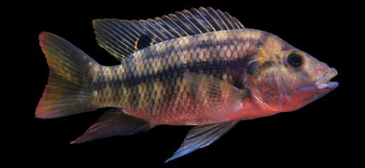 当心水中的“外来客”【中国农业出版社官方正版，可开发票，下单时留开票信息】 商品图2