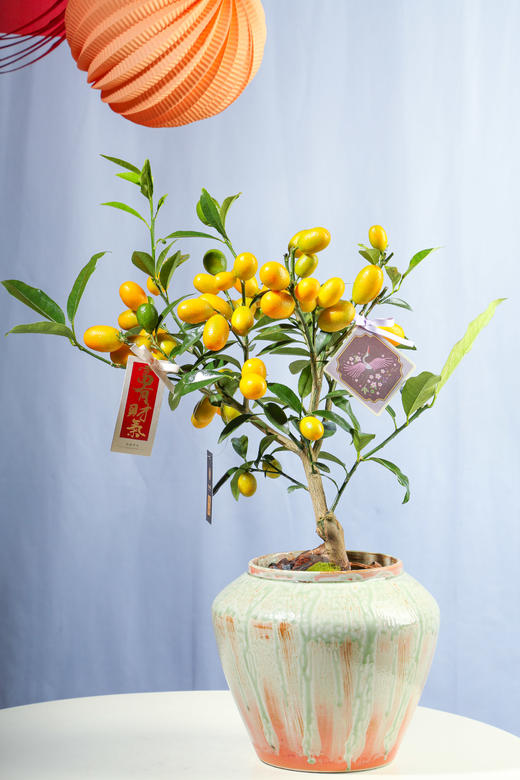 24LZH02011 商品图0