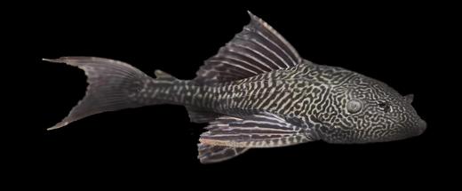 当心水中的“外来客”【中国农业出版社官方正版，可开发票，下单时留开票信息】 商品图3