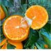 高山沃柑水果批发，产地直发1 商品缩略图1