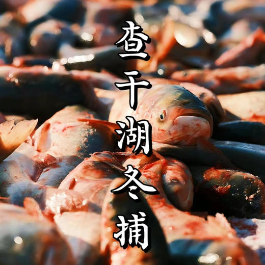 查干湖胖头鱼生活在水体中上层，性情温驯，行动延缓，以浮游动物为主要食物，一般4龄方始成熟。是中国的四大家鱼之一。查干湖胖头鱼体质健壮，无污染，肥满度高；其味道鲜美纯正，肉质细嫩！11.3-12斤/条 商品图0