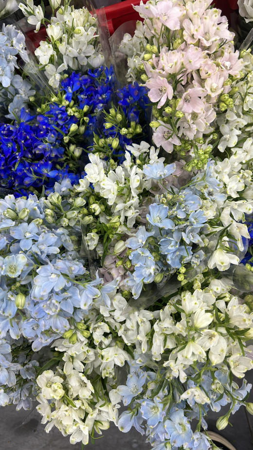 【 自由/热爱生活】小飞燕（单瓣）多色可选  若干枝/扎 商品图14