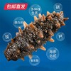 星龙港无冰即食海参每日一参礼盒500g【CS】【包邮直发】(ZB) 商品缩略图3