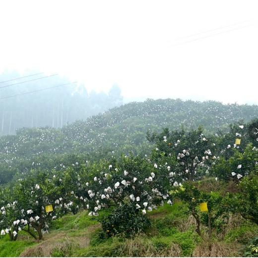 【顺丰快递】春见耙耙柑 爆汁美味 水分足 黄金酸甜比例 3秒轻松剥皮  0°以下地区换泡沫箱发货 ATX 商品图5