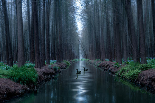 【约惠专线】3.24/3.26确定出发【烟花三月下江南】华东赏樱6天摄影<超特惠团> 商品图13