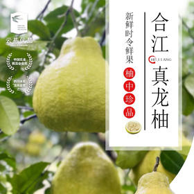 【云燕优品】合江真龙柚